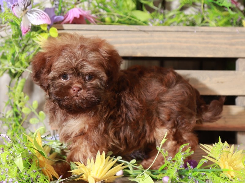 chocolate shih tzu poodle mix