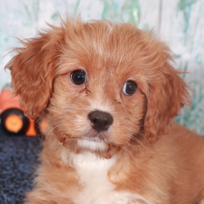 Valentino-Regal Male Cavapoo Puppy