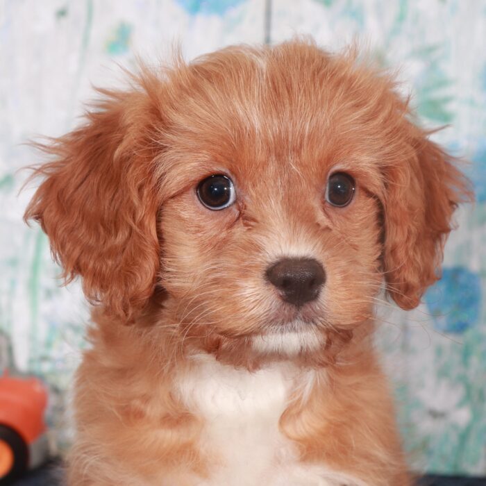 Valentino-Regal Male Cavapoo Puppy - Image 2