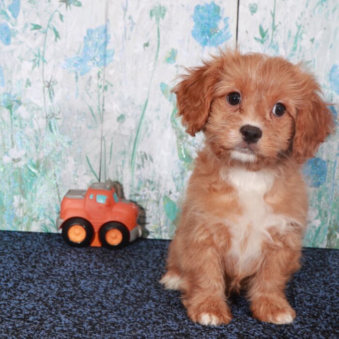 Valentino-Regal Male Cavapoo Puppy - Image 3