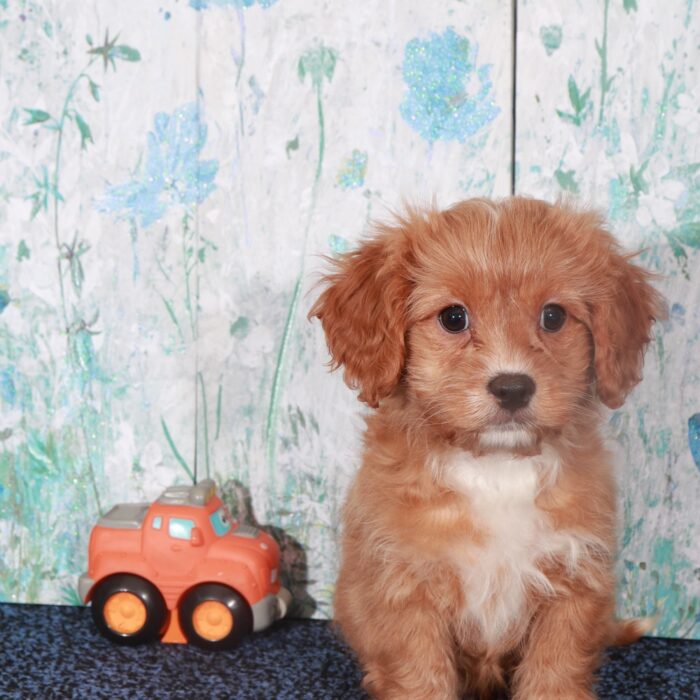 Valentino-Regal Male Cavapoo Puppy - Image 4