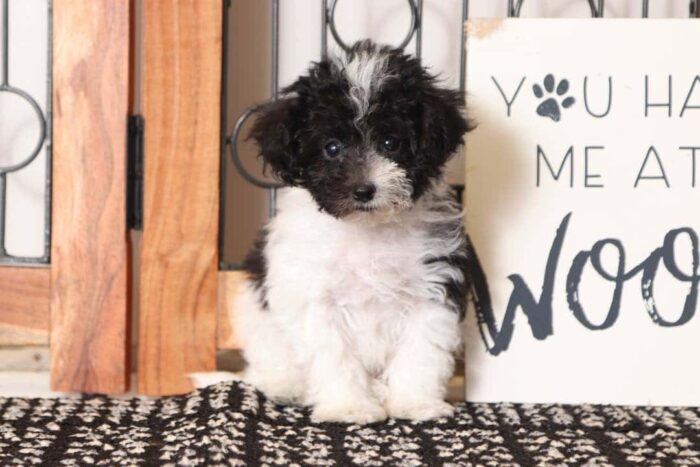 Vera - Loving Little Female Maltipoo Puppy