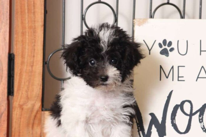 Vera - Loving Little Female Maltipoo Puppy - Image 2