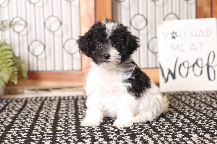 Vera - Loving Little Female Maltipoo Puppy - Image 3