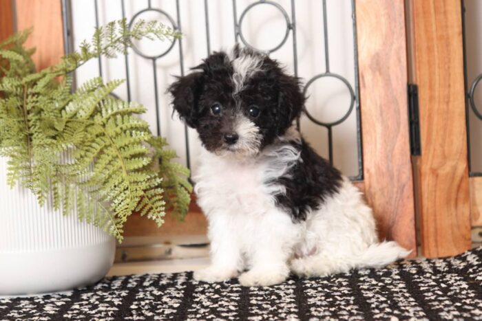 Vera - Loving Little Female Maltipoo Puppy - Image 4