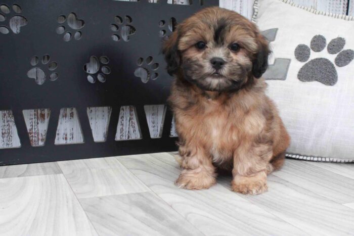 Vernon- Cute Sable Male Shih-Poo Puppy