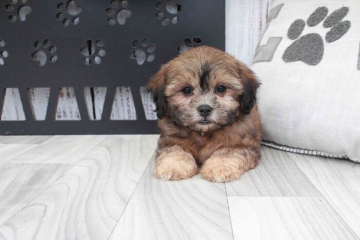 Vernon- Cute Sable Male Shih-Poo Puppy - Image 2