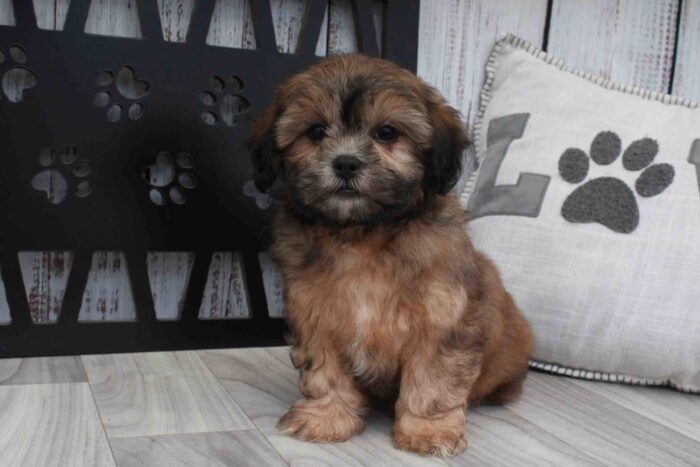 Vernon- Cute Sable Male Shih-Poo Puppy - Image 3