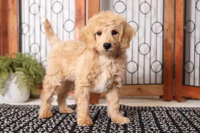 Vinny- Sweet Male F1B Mini Goldendoodle