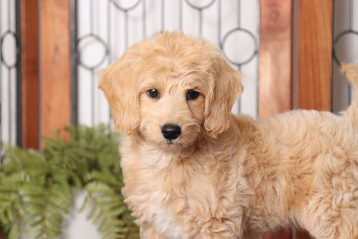 Vinny- Sweet Male F1B Mini Goldendoodle - Image 2