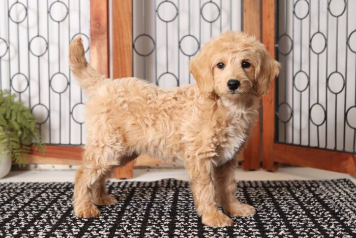 Vinny- Sweet Male F1B Mini Goldendoodle - Image 3