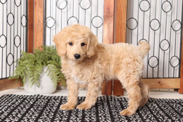 Vinny- Sweet Male F1B Mini Goldendoodle - Image 4