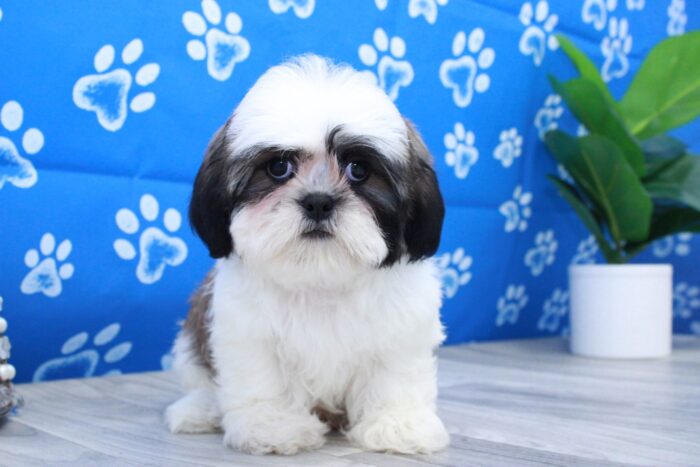 Walter- Outgoing Little ACA Male Shih-Tzu Puppy