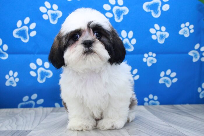 Walter- Outgoing Little ACA Male Shih-Tzu Puppy - Image 2