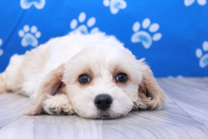 Whiskey - Family Friendly Male Cavachon Puppy - Image 3