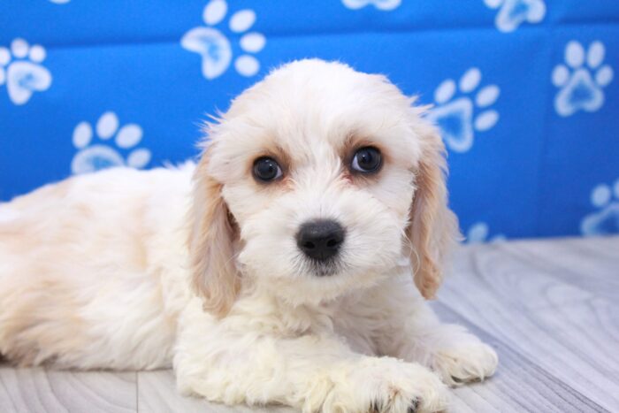 Whiskey - Family Friendly Male Cavachon Puppy