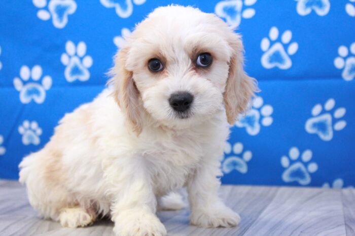 Whiskey - Family Friendly Male Cavachon Puppy - Image 2