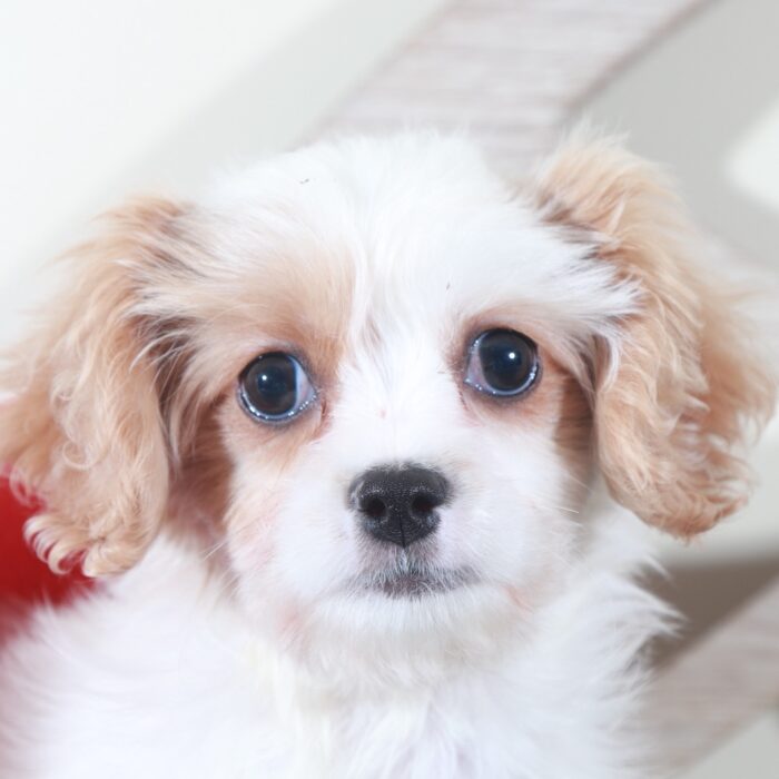 Willow- Sweet Female Cavachon Puppy