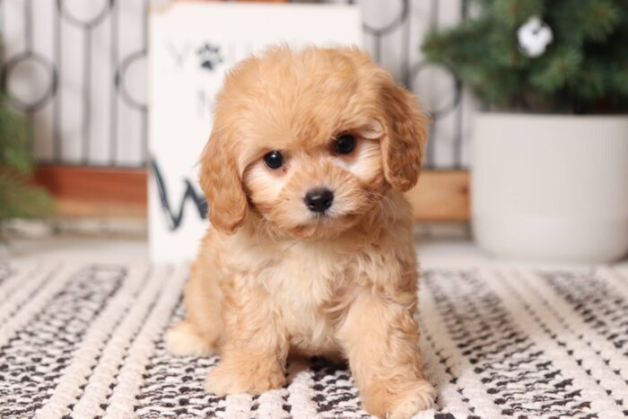 Woods- Adorable Male Red Cavachon Puppy