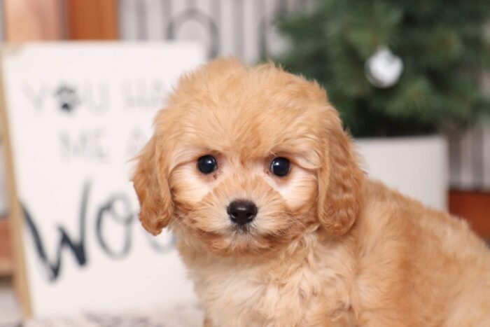 Woods- Adorable Male Red Cavachon Puppy - Image 2