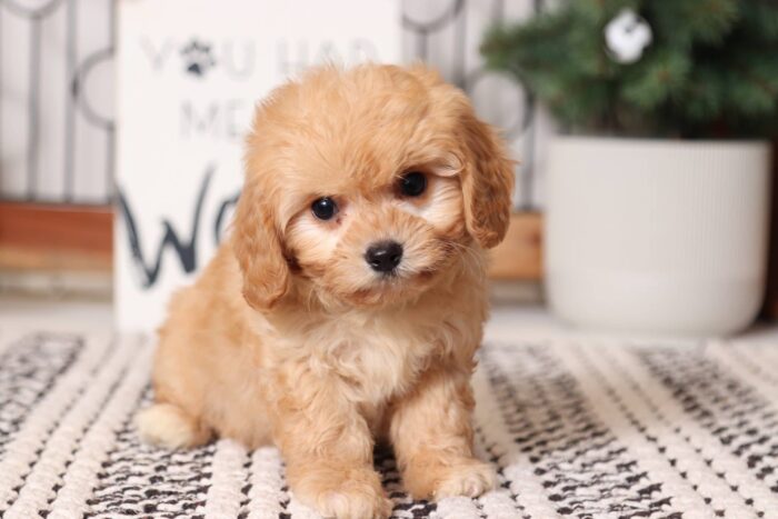 Woods- Adorable Male Red Cavachon Puppy - Image 3