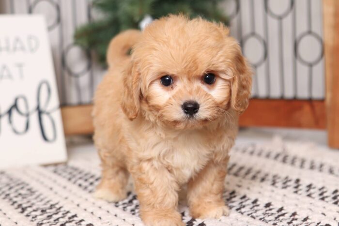 Woods- Adorable Male Red Cavachon Puppy - Image 4