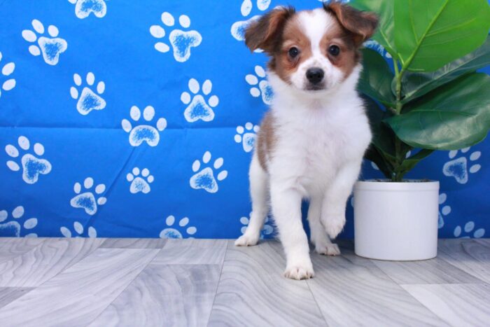 Zack - Playful Male ACA Papillon Puppy