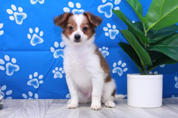 Zack - Playful Male ACA Papillon Puppy - Image 2