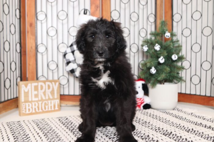 Zara- Lovely Black and White Female Collie-Poo Puppy