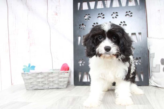 Abe - Adventurous Male Cavachon Puppy