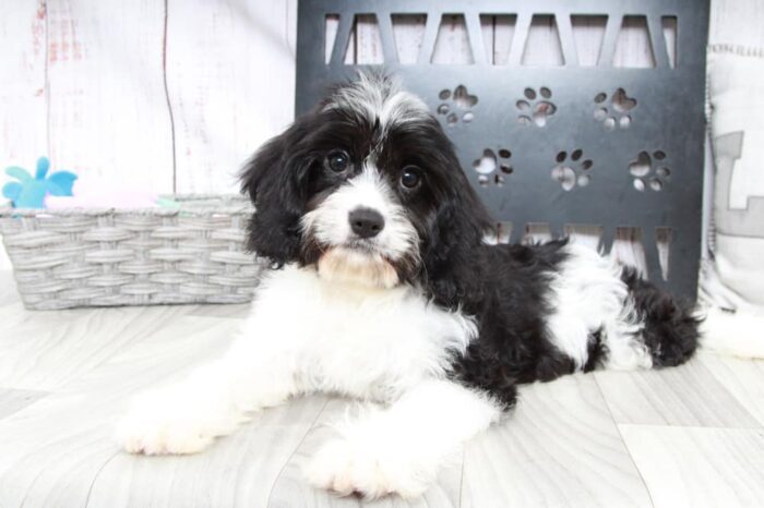 Abe - Adventurous Male Cavachon Puppy - Image 2