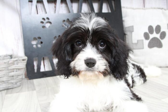 Abe - Adventurous Male Cavachon Puppy - Image 4