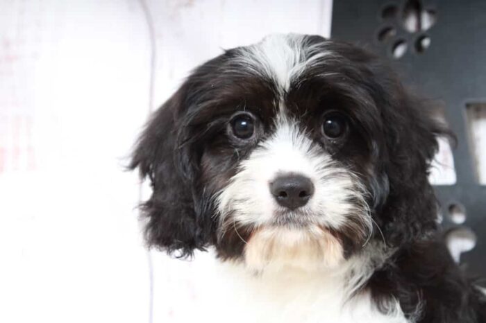 Abe - Adventurous Male Cavachon Puppy - Image 3