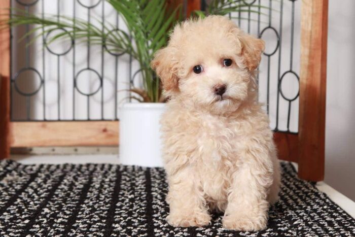 Abel- Affectionate Little Apricot Male Poochon Puppy