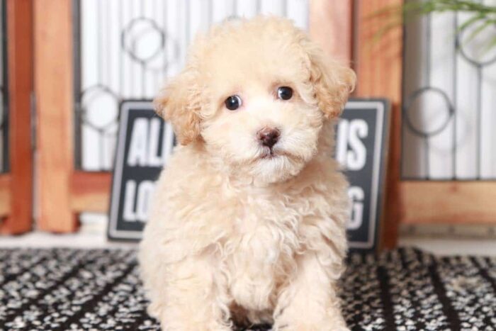 Abel- Affectionate Little Apricot Male Poochon Puppy - Image 2