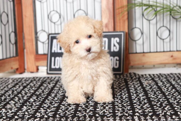 Abel- Affectionate Little Apricot Male Poochon Puppy - Image 3