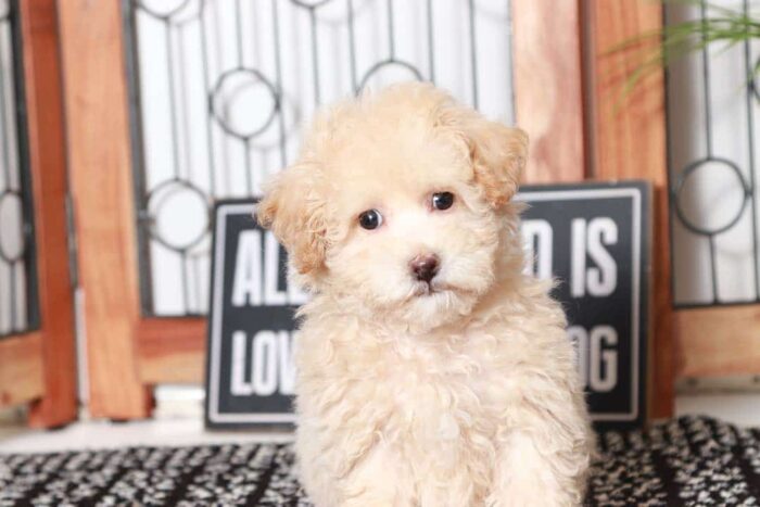 Abel- Affectionate Little Apricot Male Poochon Puppy - Image 4