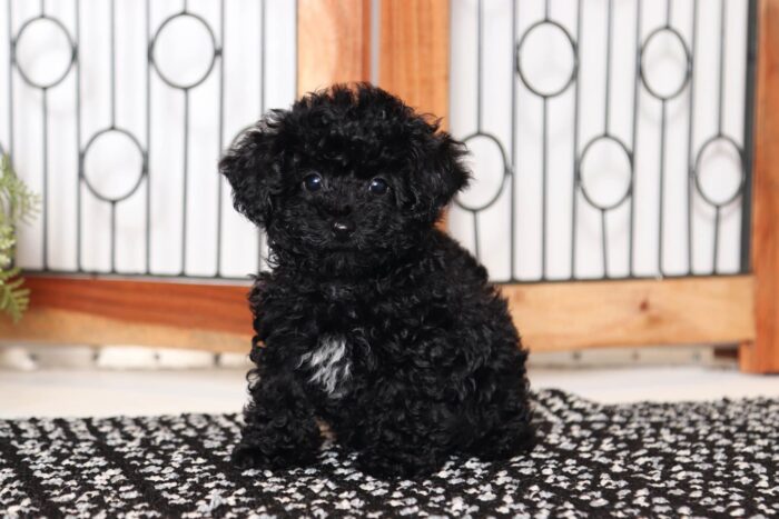 Ada- Entertaining Little Female Toy ACA Poodle Puppy