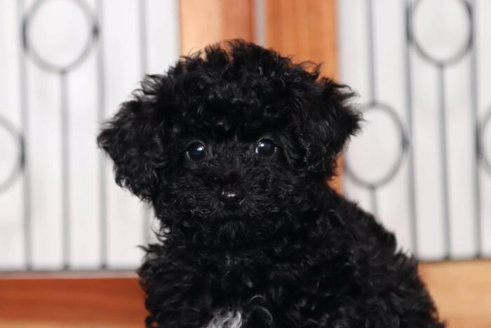 Ada- Entertaining Little Female Toy ACA Poodle Puppy - Image 2