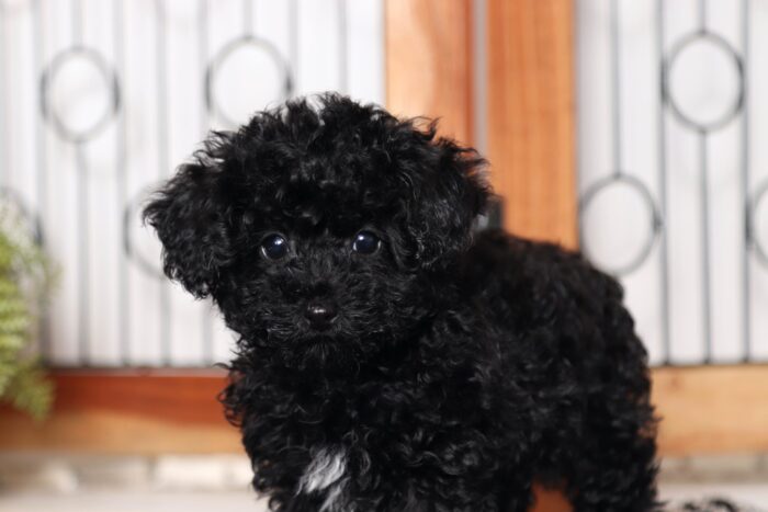 Ada- Entertaining Little Female Toy ACA Poodle Puppy - Image 3