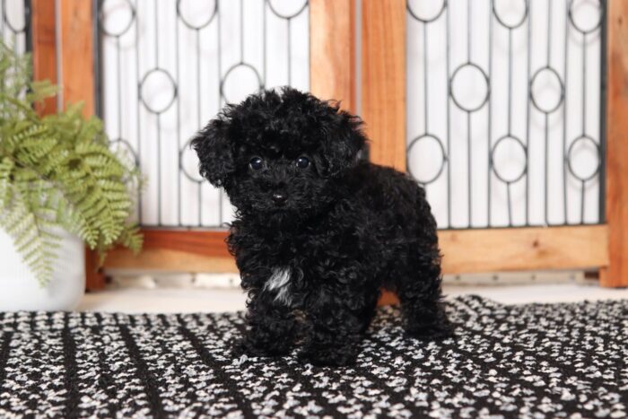 Ada- Entertaining Little Female Toy ACA Poodle Puppy - Image 4