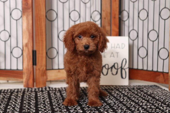 Amadeus  - Dashing Red Male F1B Goldendoodle