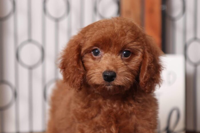 Amadeus  - Dashing Red Male F1B Goldendoodle - Image 2