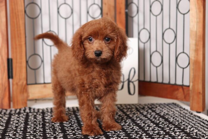 Amadeus  - Dashing Red Male F1B Goldendoodle - Image 3