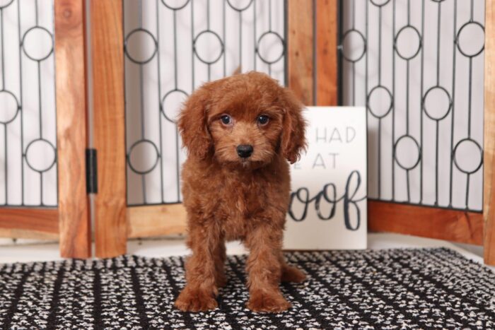 Amadeus  - Dashing Red Male F1B Goldendoodle - Image 4