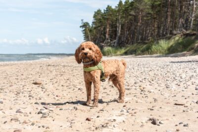 maltipoo on beach