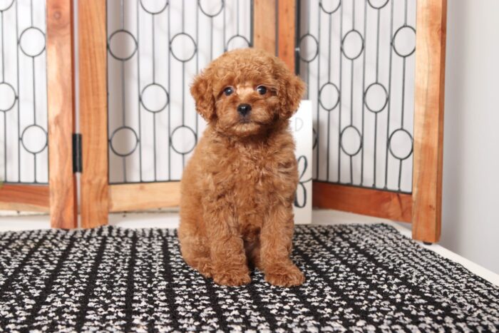 Andy- Awesome Red Little Male Poochon Puppy