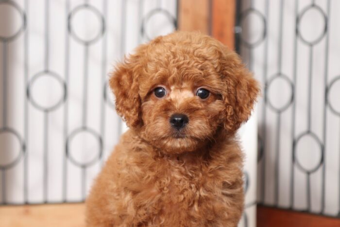 Andy- Awesome Red Little Male Poochon Puppy - Image 2