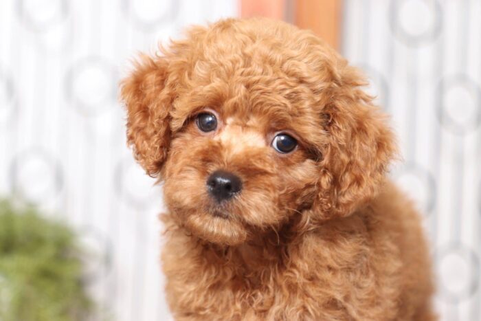 Andy- Awesome Red Little Male Poochon Puppy - Image 3