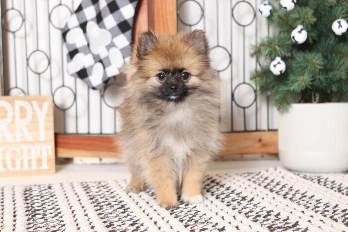 Angelica - Perfect Little Cream ACA Female TOY Pomeranian Puppy